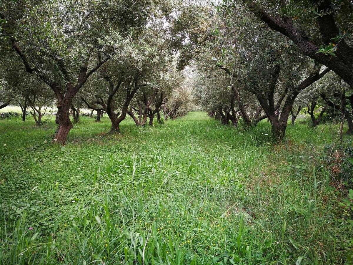 הוילה שילו Ecohouse Oliveglia מראה חיצוני תמונה